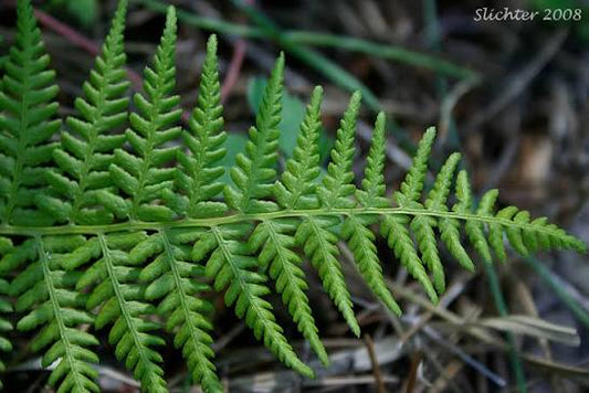 Lady Fern