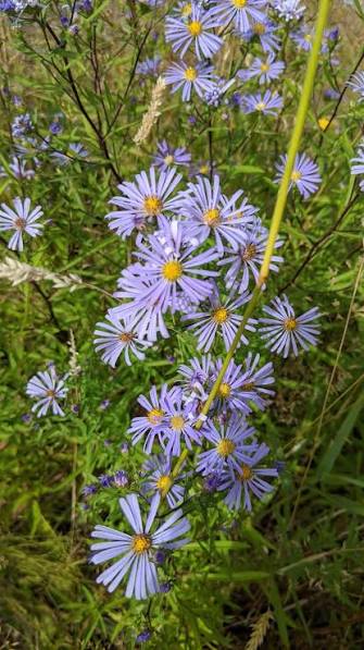 Douglas Aster