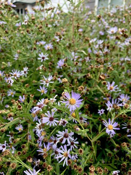 Douglas Aster