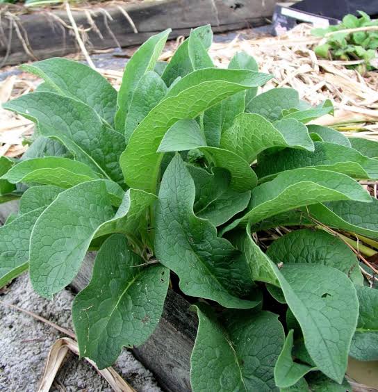 Comfrey