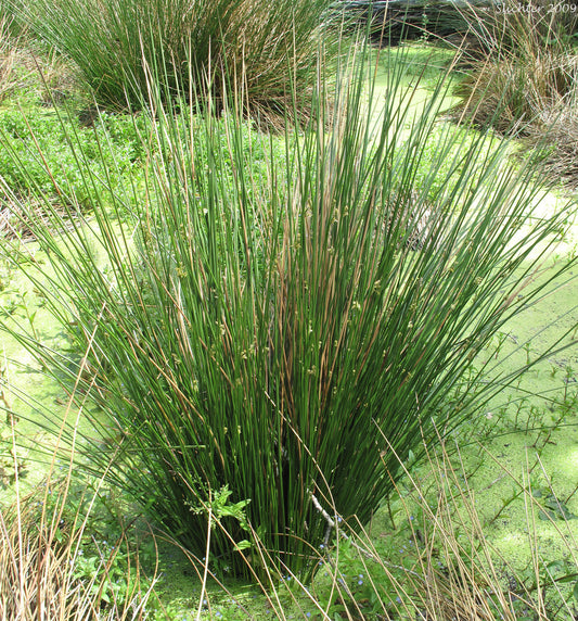 Common Rush
