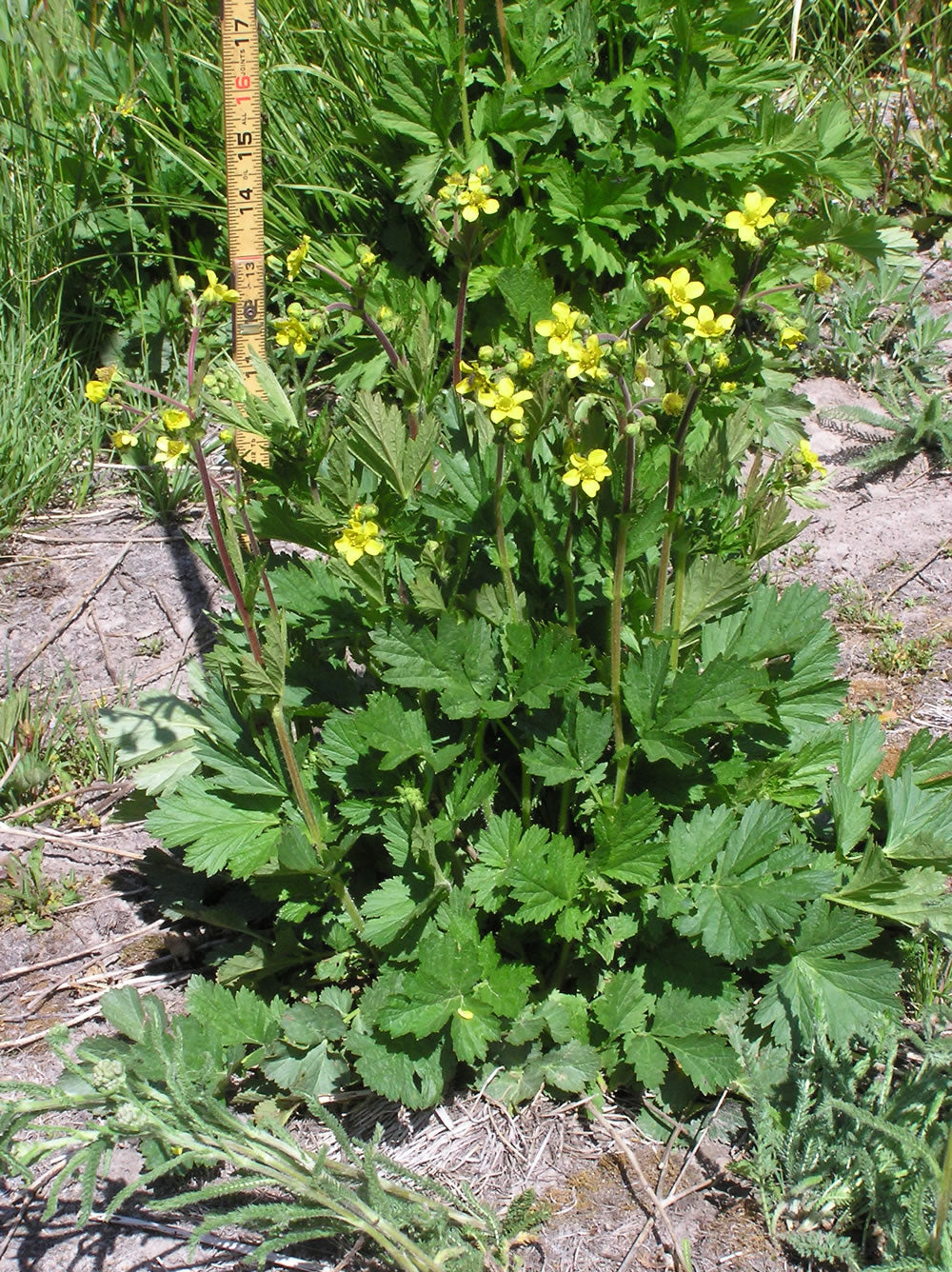 Geum