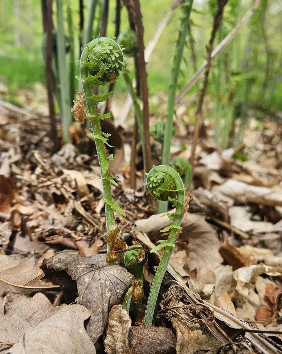 Ostrich Fern
