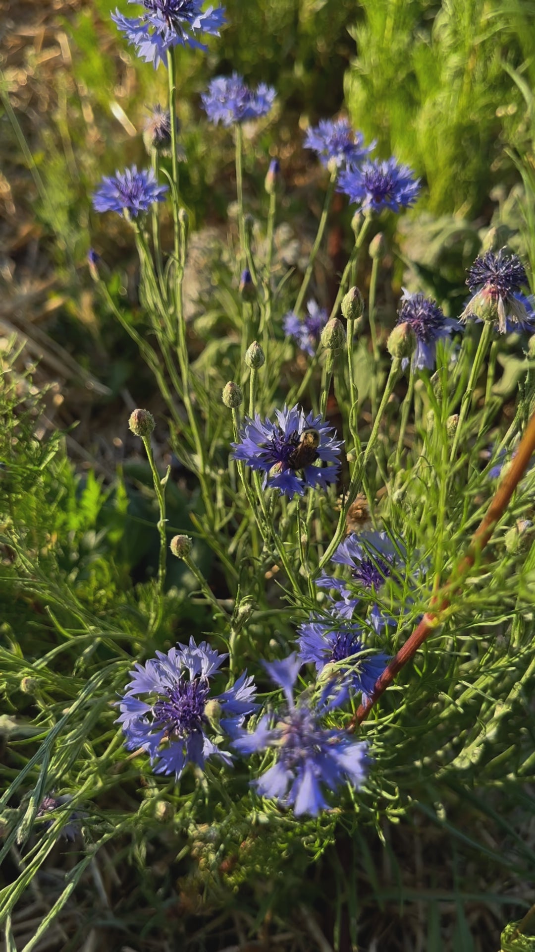 Bachelors Button (Seed), PDX UG Mix – PDX Urban Gardens