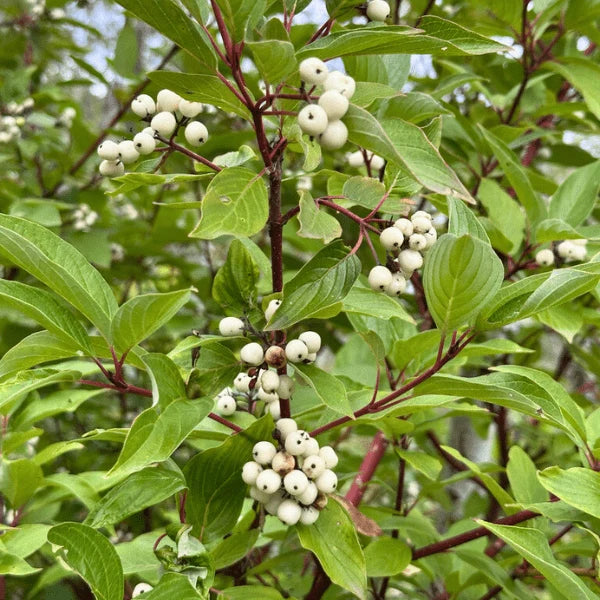 Red Twig Dogwood