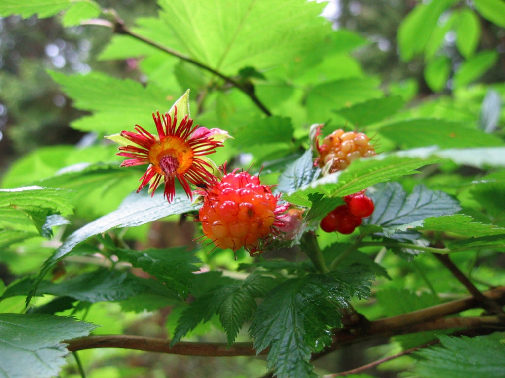 Salmonberry