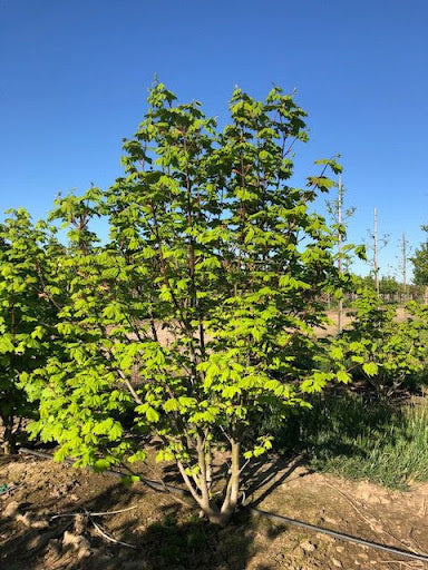 Vine Maple