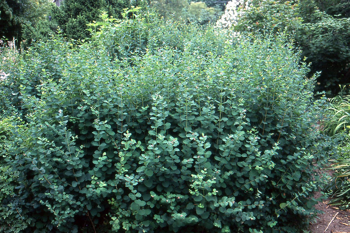 Snowberry