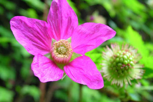 Salmonberry